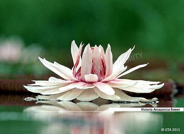 Victoria Amazonica flower, Guyana photo