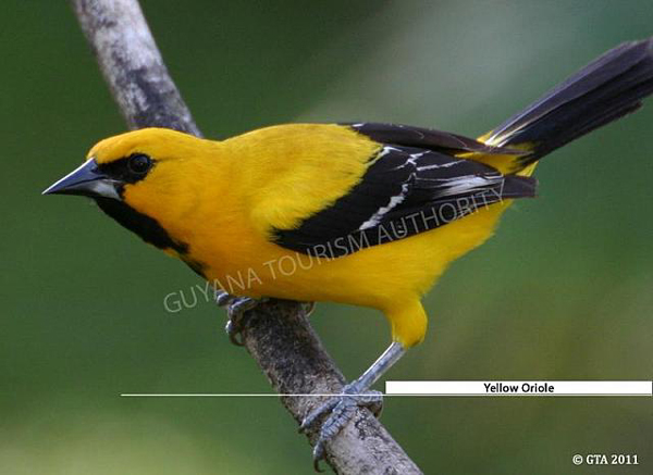 Yellow Oriele, Guyana photo