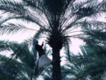 Harvesting date palms