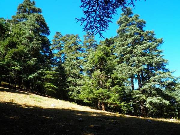 Cedar trees, Atlas mountains, Morocco photo
