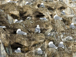 Birds nesting on rocks, Finnmark, North Norway photo