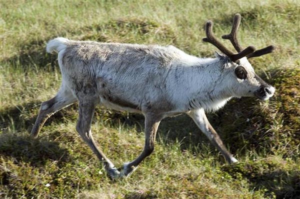 Reindeer, Finnmark, North Norway photo