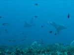 Manta rays, Monad Shoal, Philippines Photo