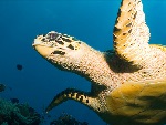 Turtle at Tubbataha reef, Palawan, Philippines Photo