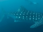 Whale shark, Donsol, Sorsogon, Philippines Photo