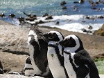 Penguins, Boulders beach, Simons Town, Western Cape province, South Africa photo