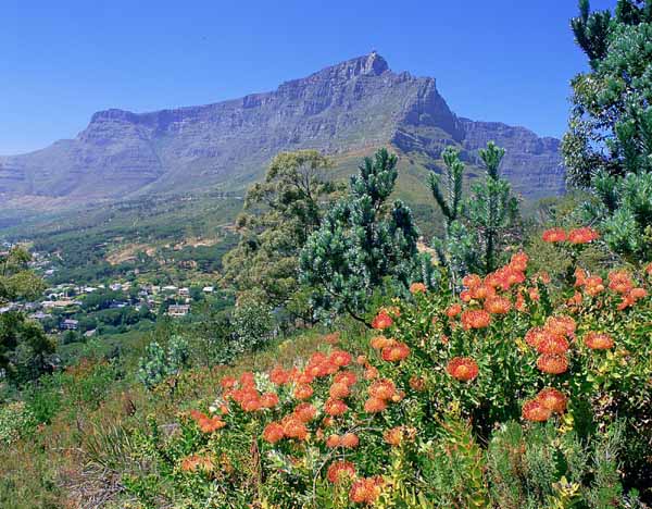 Table Mountain seen from Signal Hill, Cape Town, Western Cape province, South Africa photo