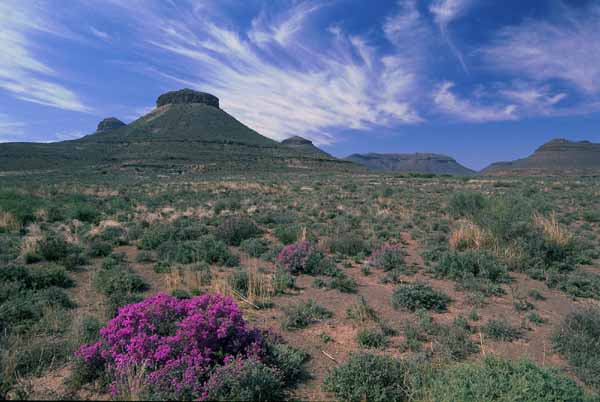 The Three Sisters, with flowering karoo fields, Northern Cape province, South Africa photo