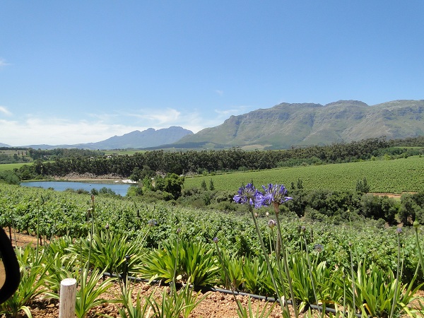 Vineyard in Stellenbosch, Western Cape province, South Africa photo
