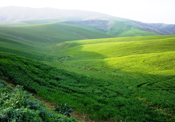 Green campaign in the North (Mateur), Tunisia photo